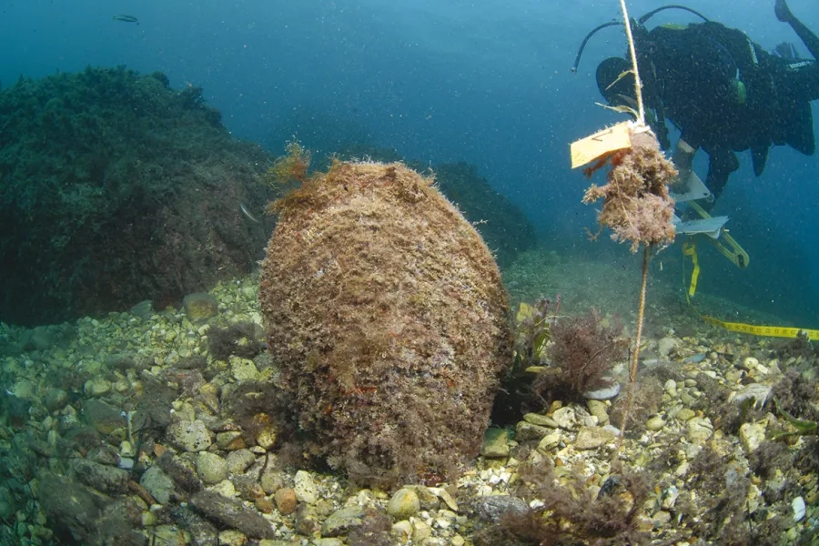 De nombreuses mesures écologiques ont été prises sur la future emprise de l’extension en amont du chantier. 143 grandes nacres, espèce protégée, ont par exemple été déplacées vers la réserve marine attenante  du Larvotto. 