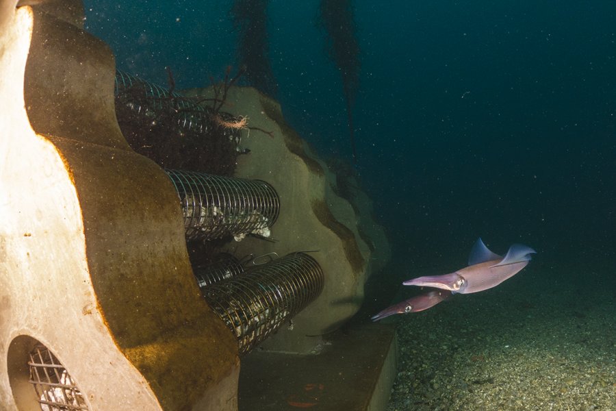 Calanque de Cortiou, le récif Connectivité (Seaboost) mettant en œuvre des dalles de béton PM et des pochons en métal remplis de coquilles et fibres naturelles.