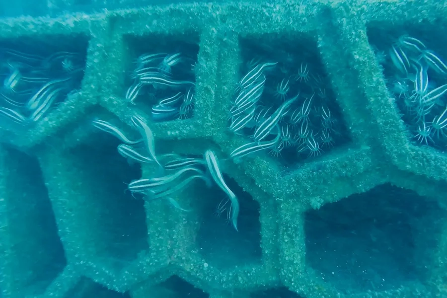 Le CCV, Composite Ciment Verre, et ses alvéoles irrégulières, plébiscités par les poissons sur la route  du Littoral.  