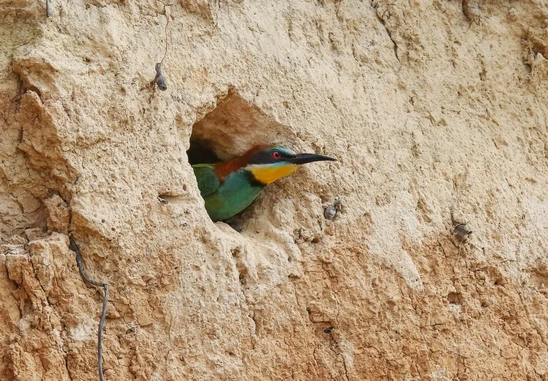 biodiversité carrière